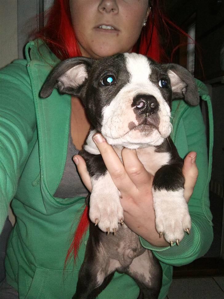 Amerikansk staffordshire terrier Tenzo billede 6