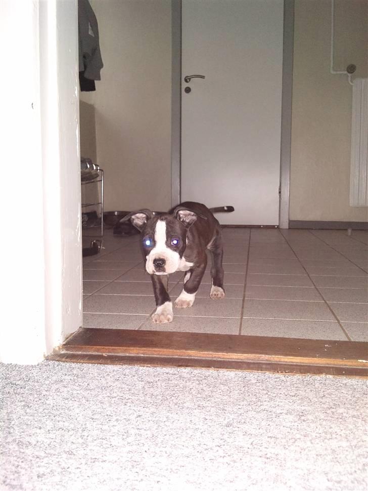 Amerikansk staffordshire terrier Tenzo billede 7