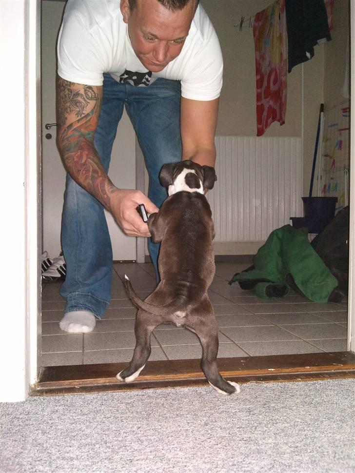 Amerikansk staffordshire terrier Tenzo billede 8