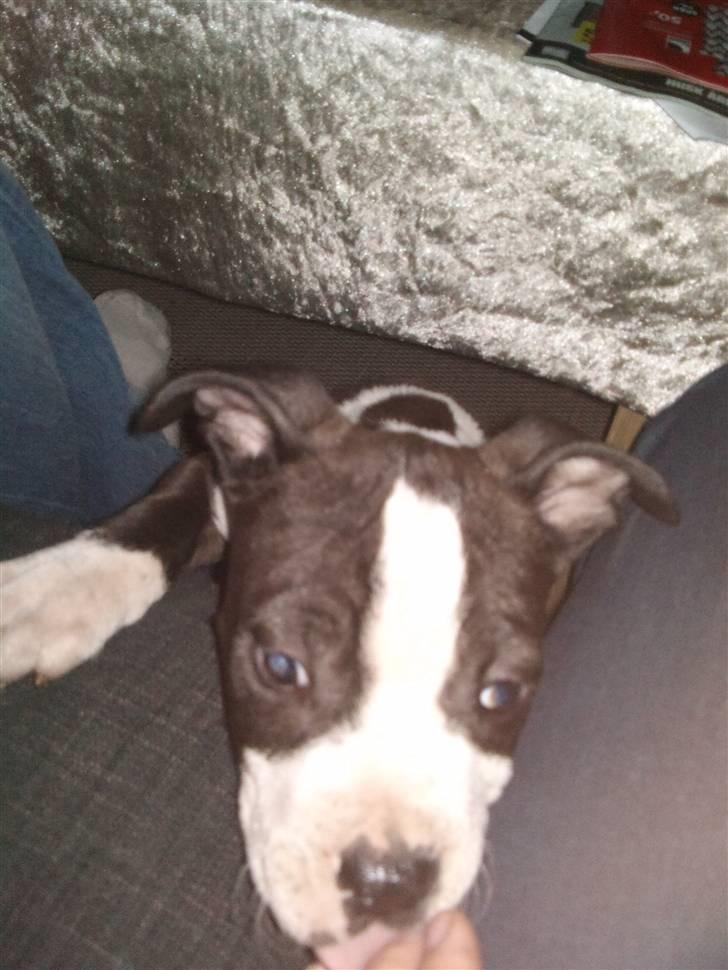 Amerikansk staffordshire terrier Tenzo billede 9