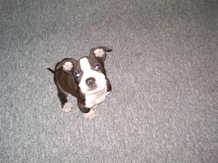 Amerikansk staffordshire terrier Tenzo billede 10