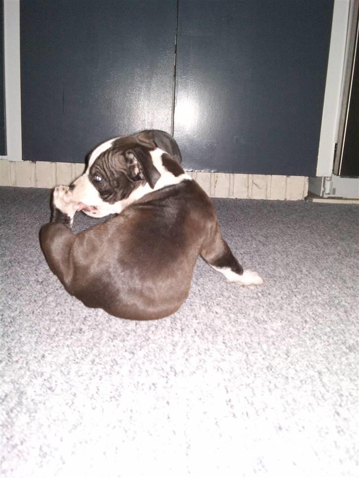 Amerikansk staffordshire terrier Tenzo billede 11