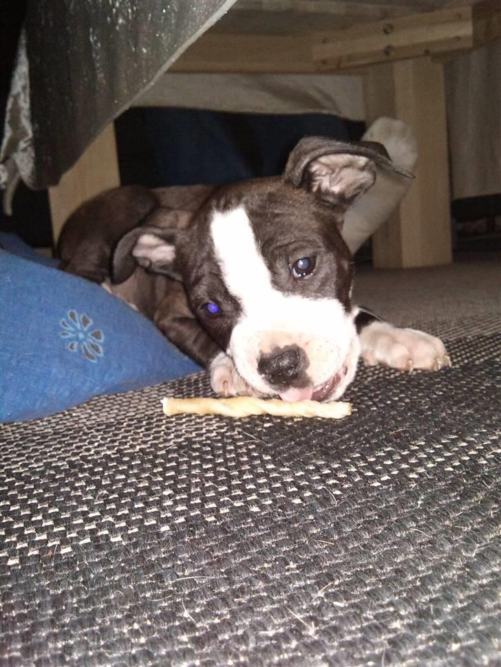 Amerikansk staffordshire terrier Tenzo billede 12