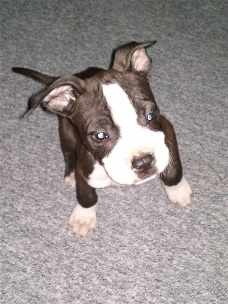 Amerikansk staffordshire terrier Tenzo billede 13