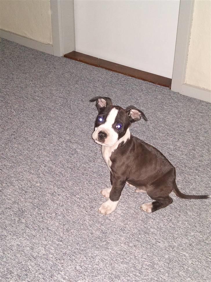 Amerikansk staffordshire terrier Tenzo billede 14