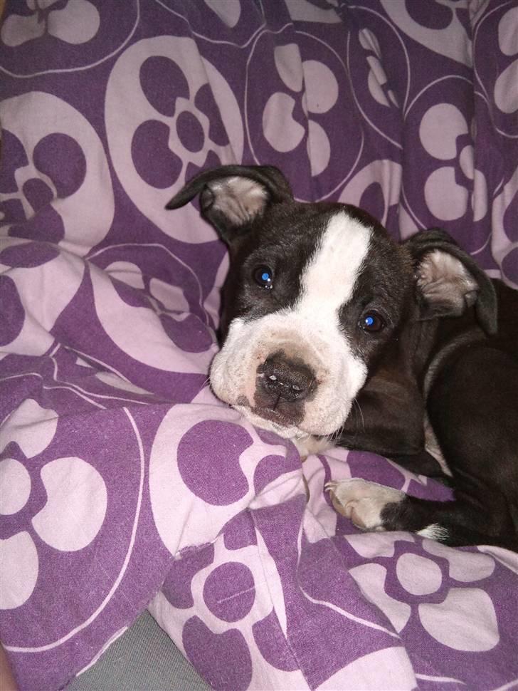 Amerikansk staffordshire terrier Tenzo billede 15