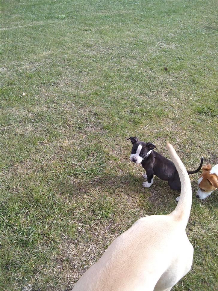 Amerikansk staffordshire terrier Tenzo billede 16