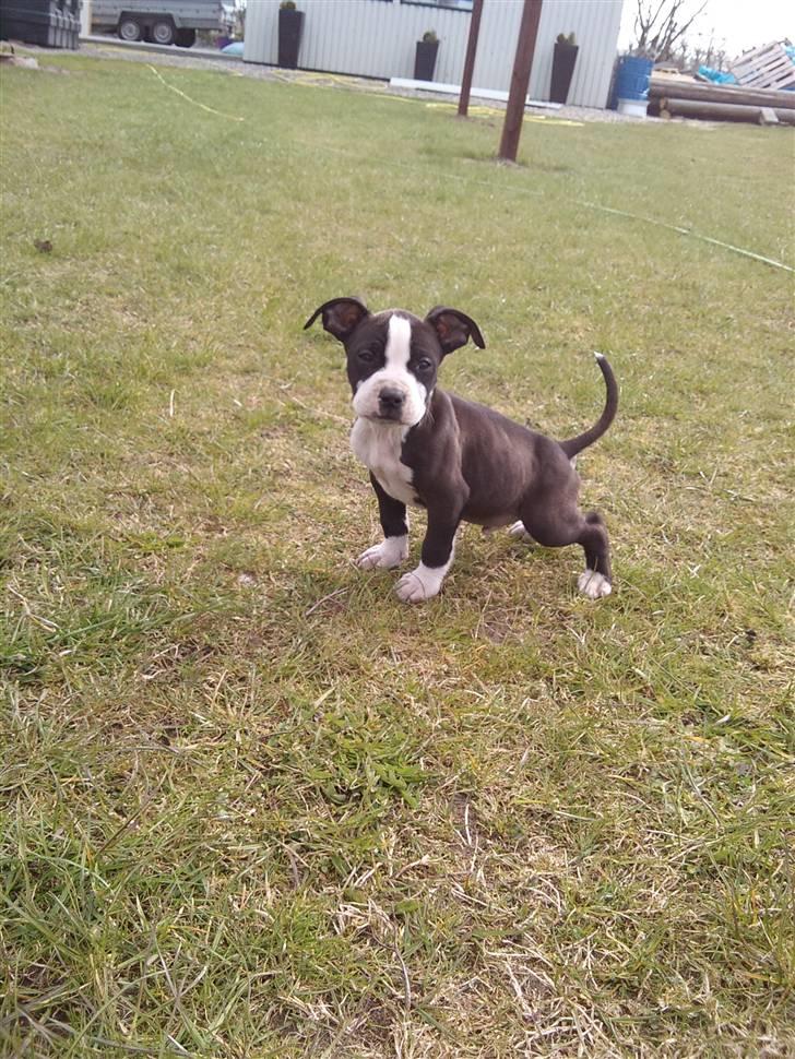 Amerikansk staffordshire terrier Tenzo billede 17