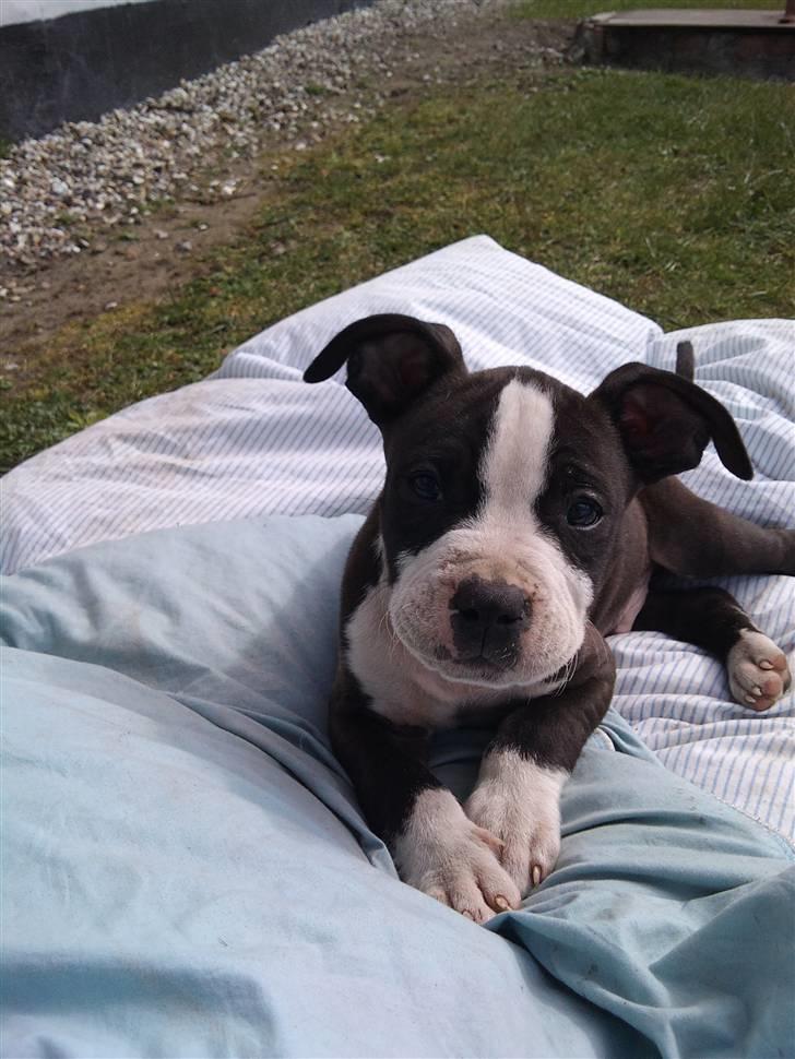 Amerikansk staffordshire terrier Tenzo billede 18