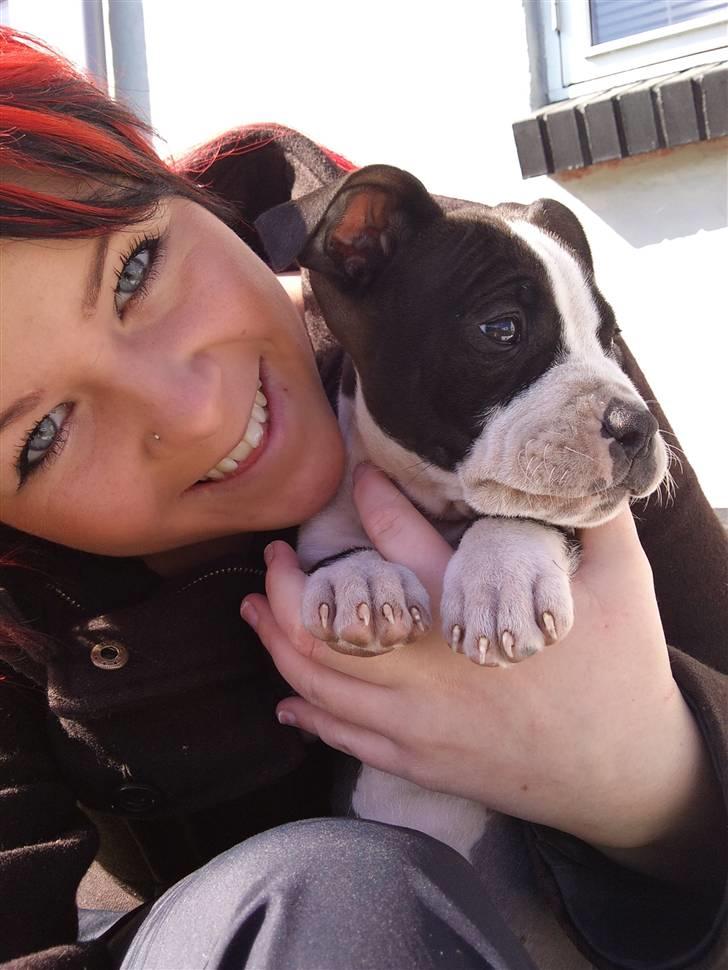 Amerikansk staffordshire terrier Tenzo billede 19