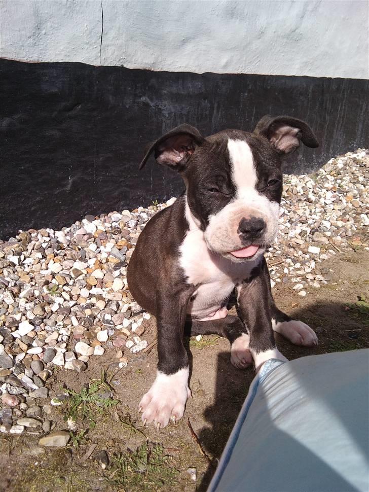 Amerikansk staffordshire terrier Tenzo billede 20