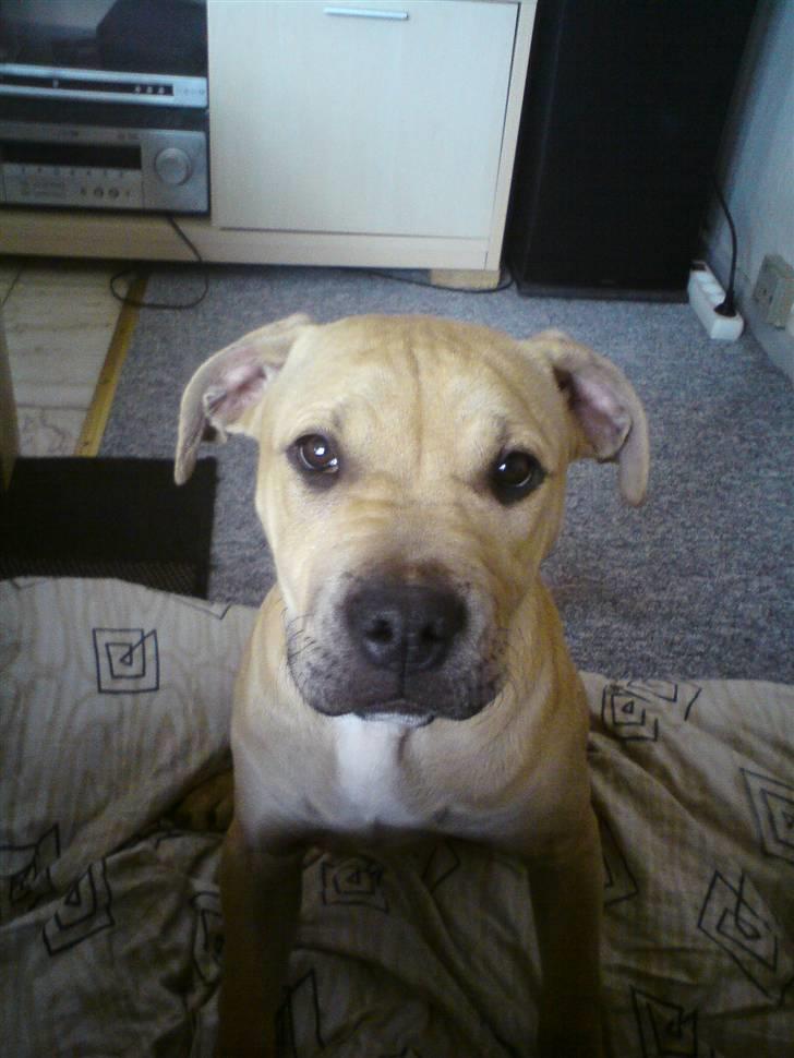 Amerikansk staffordshire terrier Teesha (R.I.P) billede 2