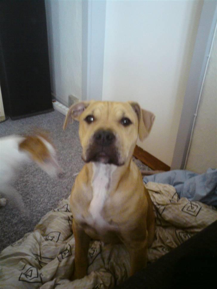 Amerikansk staffordshire terrier Teesha (R.I.P) billede 3