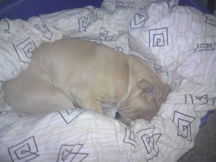 Amerikansk staffordshire terrier Teesha (R.I.P) billede 4