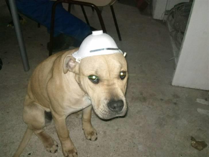 Amerikansk staffordshire terrier Teesha (R.I.P) billede 5