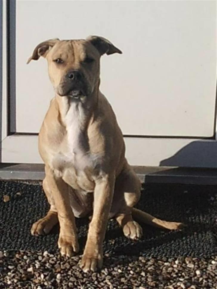 Amerikansk staffordshire terrier Teesha (R.I.P) billede 6