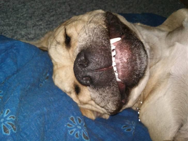 Amerikansk staffordshire terrier Teesha (R.I.P) billede 7