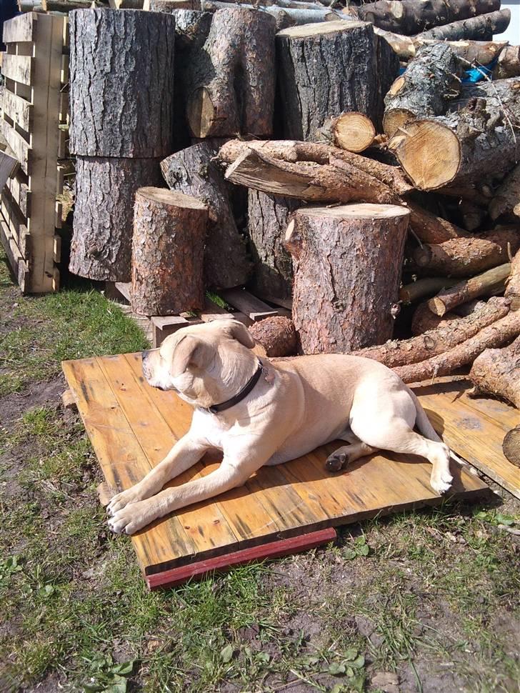 Amerikansk staffordshire terrier Teesha (R.I.P) billede 8