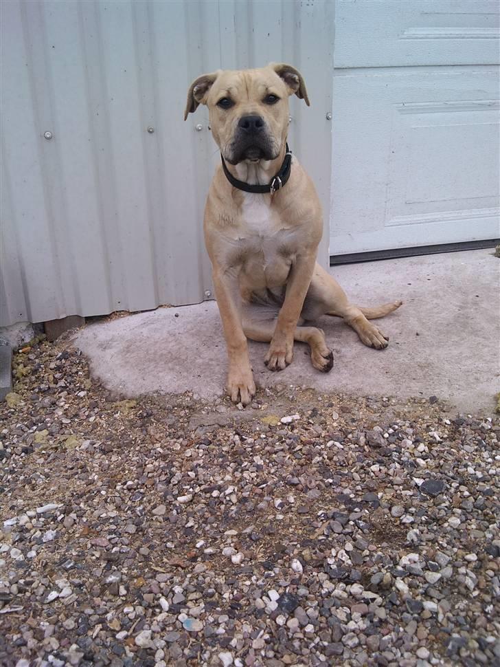 Amerikansk staffordshire terrier Teesha (R.I.P) billede 9