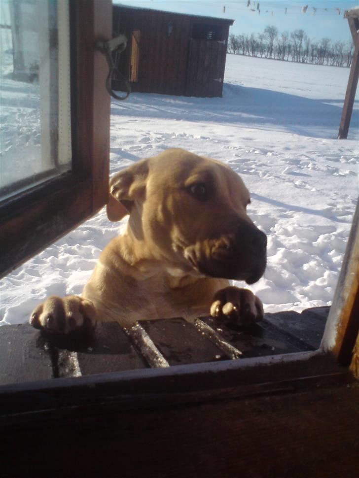 Amerikansk staffordshire terrier Teesha (R.I.P) billede 11