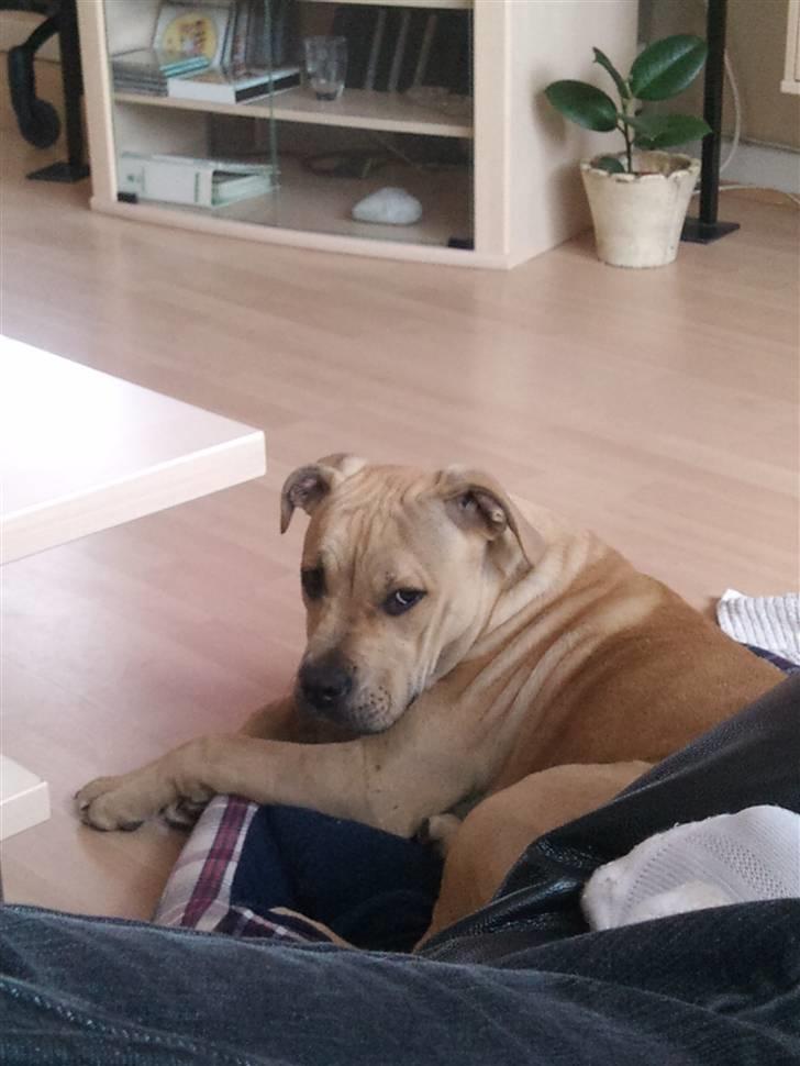 Amerikansk staffordshire terrier Teesha (R.I.P) billede 13