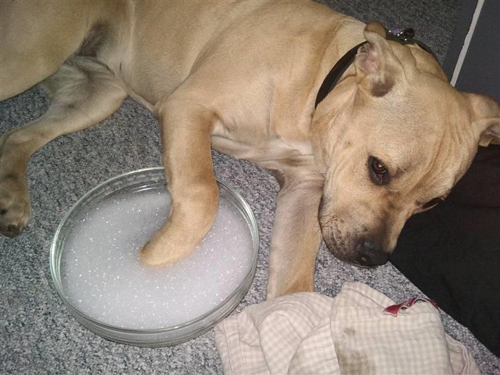 Amerikansk staffordshire terrier Teesha (R.I.P) billede 14