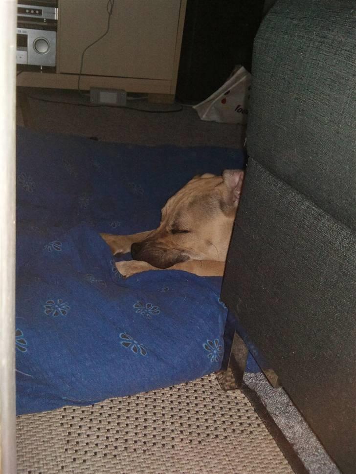 Amerikansk staffordshire terrier Teesha (R.I.P) billede 15