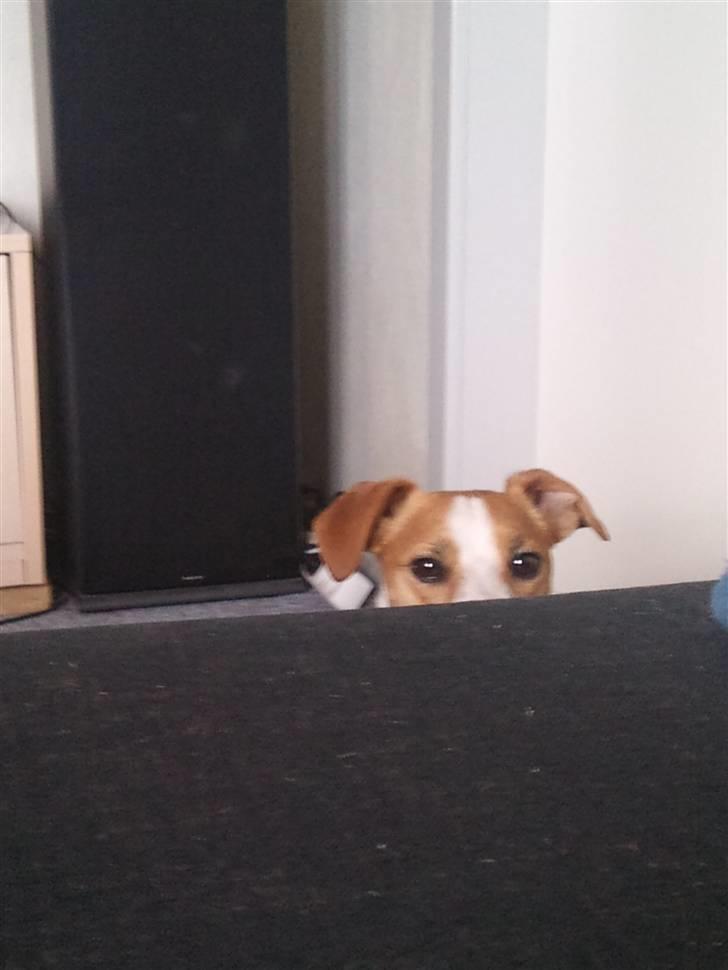 Jack russell terrier Tjaus billede 2