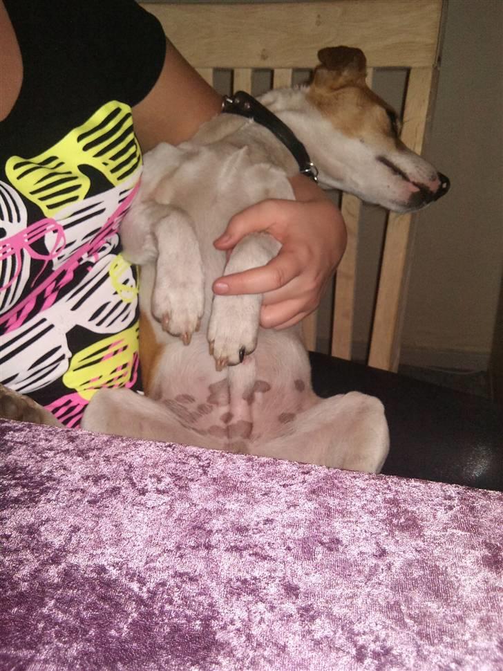 Jack russell terrier Tjaus billede 3