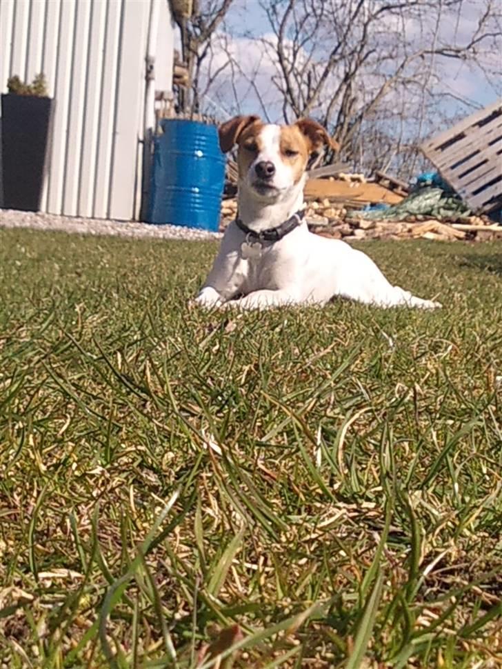 Jack russell terrier Tjaus billede 4