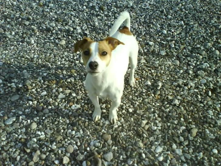 Jack russell terrier Tjaus billede 5