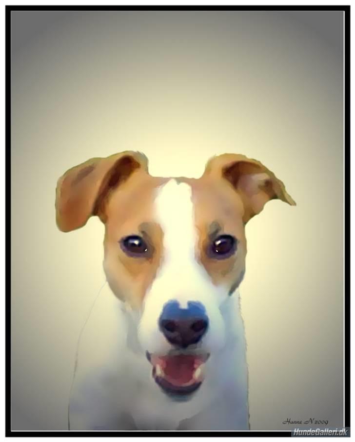 Jack russell terrier Tjaus billede 6