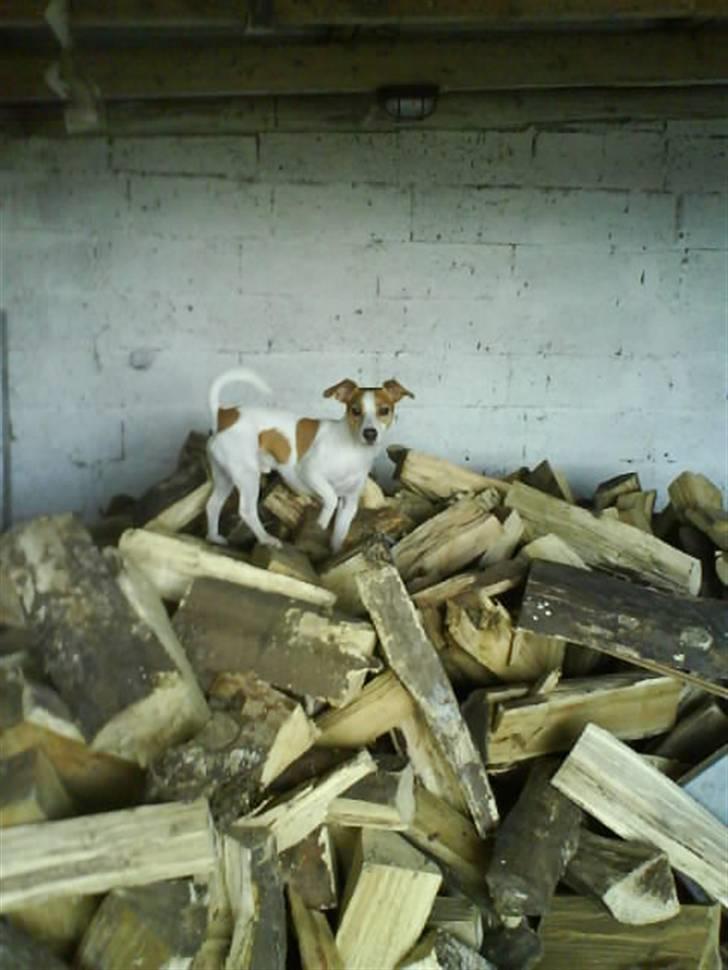 Jack russell terrier Tjaus billede 7