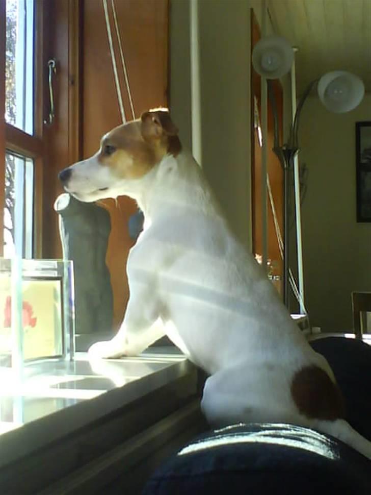 Jack russell terrier Tjaus billede 8