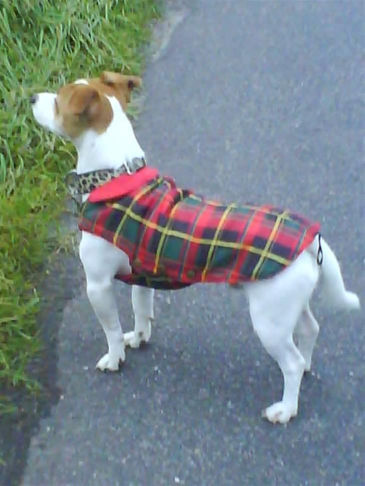 Jack russell terrier Tjaus billede 9