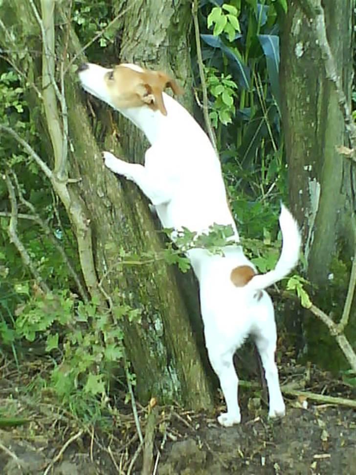 Jack russell terrier Tjaus billede 10