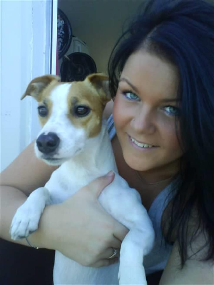 Jack russell terrier Tjaus billede 11