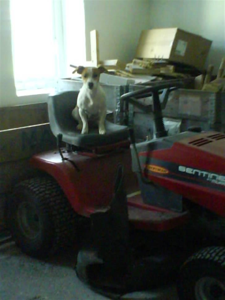 Jack russell terrier Tjaus billede 12