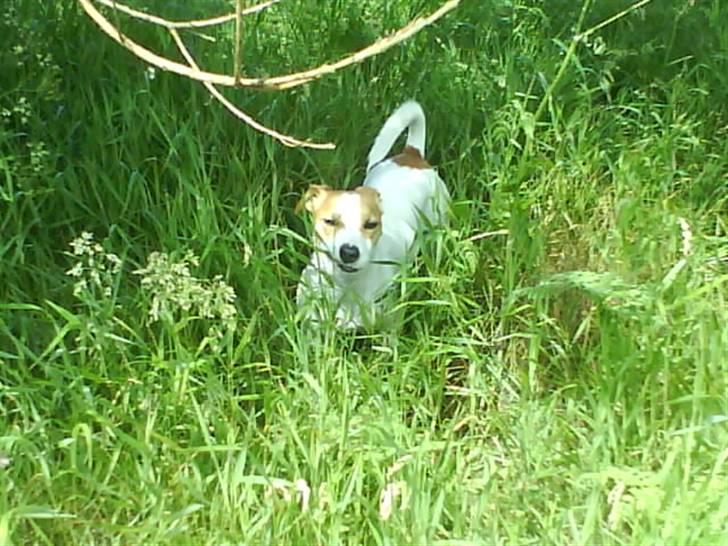 Jack russell terrier Tjaus billede 13