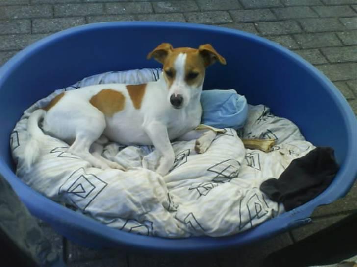 Jack russell terrier Tjaus billede 14