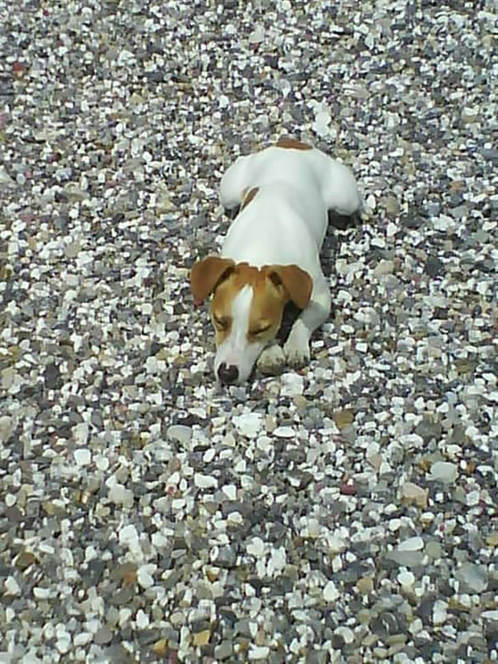 Jack russell terrier Tjaus billede 15