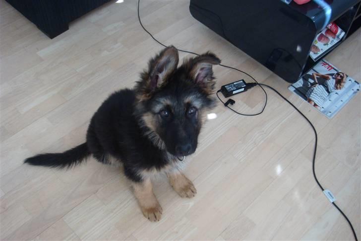 Schæferhund Charlie billede 8