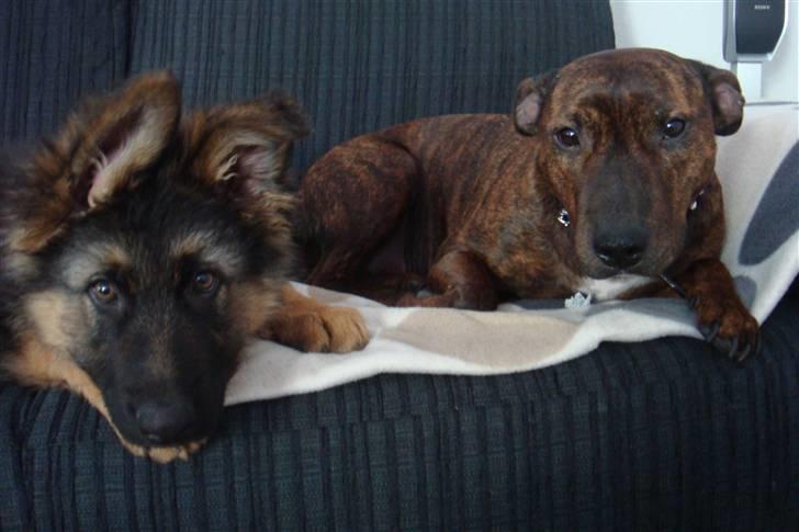 Schæferhund Charlie - Charlie og Tilde billede 9