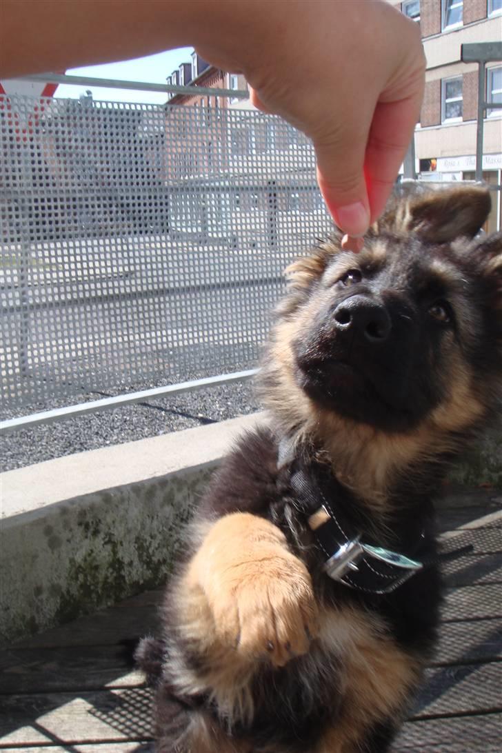 Schæferhund Charlie billede 10