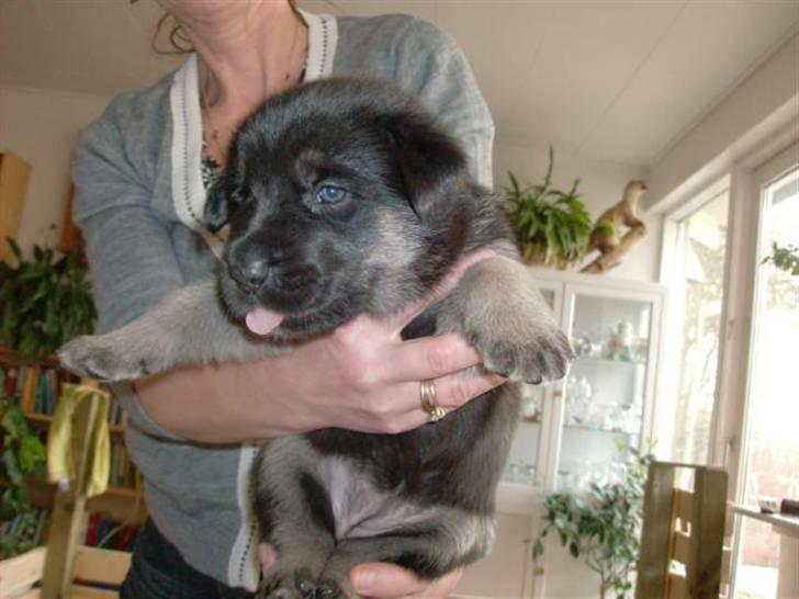 Blanding af racer samanhta - min lille hund  billede 1