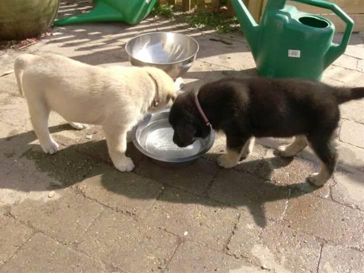 Blanding af racer samanhta - samantha og hendes søster billede 2