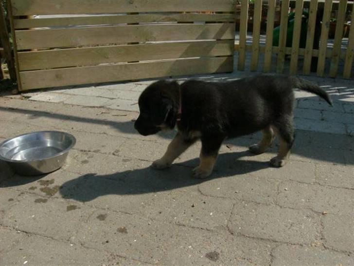 Blanding af racer samanhta - lille samantha billede 3