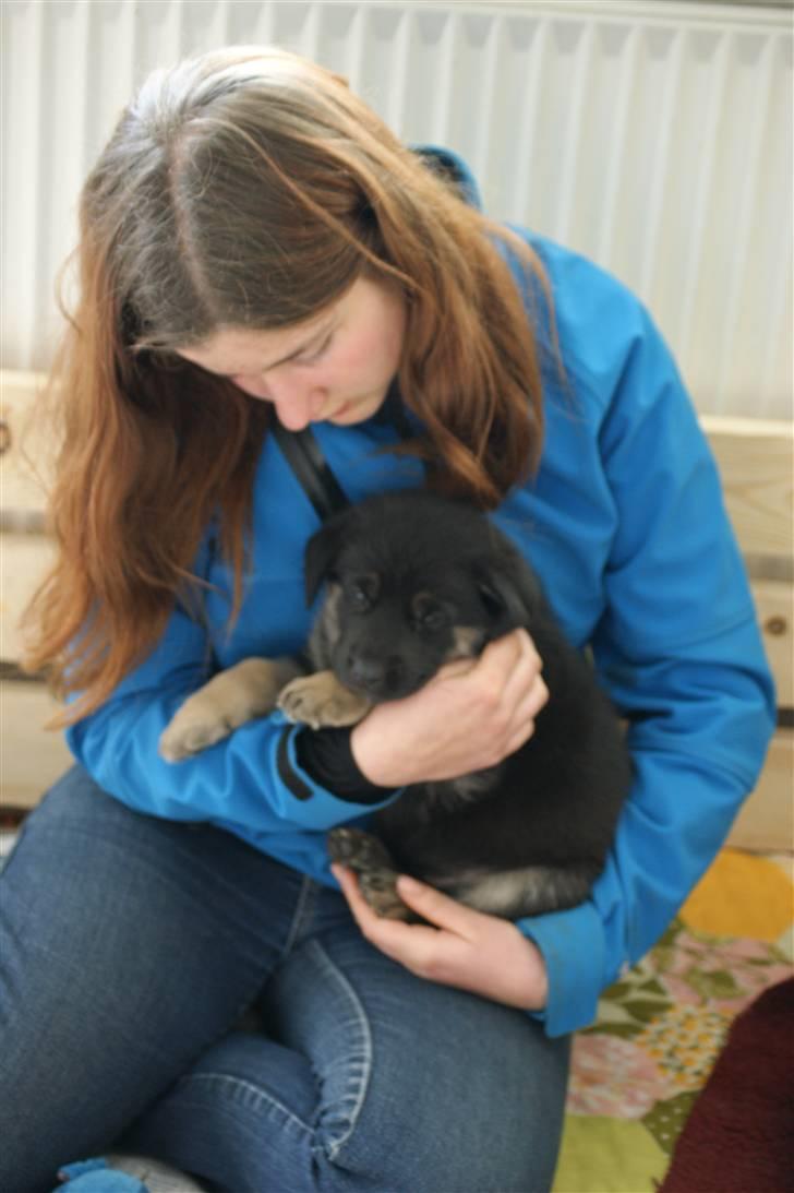 Blanding af racer samanhta billede 4