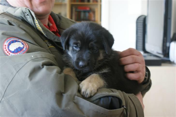 Blanding af racer samanhta billede 5