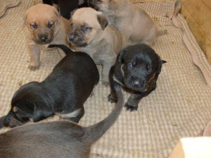 Blanding af racer samanhta - samantha og hendes brødre og søstere billede 6